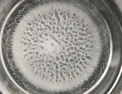 Kalkablagerung im Glas bei Wasser ohne Evodrop, Prüffoto Evodrop